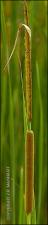 Typha domingensis (Native) 2   (click for a larger preview)