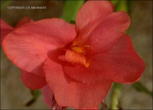 Canna x generalis (Cultivated) 2   (click for a larger preview)