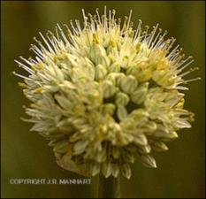Allium cepa (Cultivated) 2   (click for a larger preview)