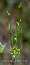 Allium canadense var. canadense (Native)   (click for a larger preview)