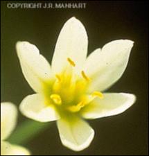 Nothoscordum bivalve (Native) 2   (click for a larger preview)