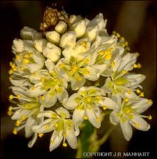 Zigadenus nuttallii (Native) 2   (click for a larger preview)