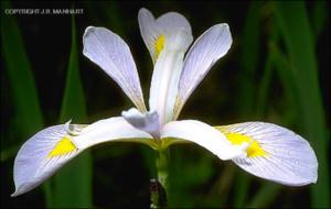 Iris virginica (Native) 4   (click for a larger preview)