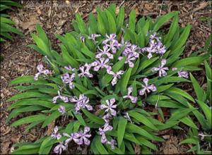 Iris cristata (Native)   (click for a larger preview)