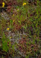Drosera brevifolia (Native) 10   (click for a larger preview)