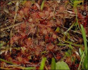 Drosera brevifolia (Native) 11   (click for a larger preview)