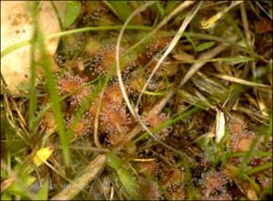 Drosera brevifolia (Native) 12   (click for a larger preview)