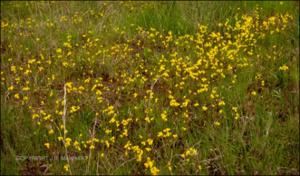 Utricularia cornuta (Native) 5   (click for a larger preview)