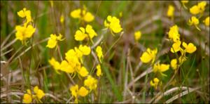 Utricularia cornuta (Native) 6   (click for a larger preview)