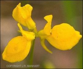 Utricularia cornuta (Native) 7   (click for a larger preview)