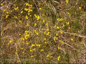 Utricularia cornuta (Native) 8   (click for a larger preview)