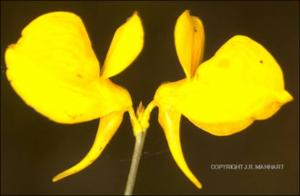 Utricularia cornuta (Native) 10   (click for a larger preview)