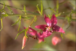 Krameria lanceolata (Native) 8   (click for a larger preview)