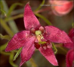 Krameria lanceolata (Native) 9   (click for a larger preview)