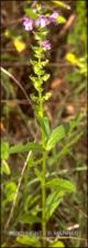Warnockia scutellarioides (Native)   (click for a larger preview)