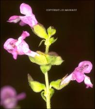 Warnockia scutellarioides (Native) 2   (click for a larger preview)