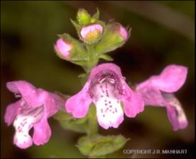 Warnockia scutellarioides (Native) 3   (click for a larger preview)