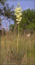 Yucca louisianensis (Native)   (click for a larger preview)