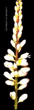 Polygala alba (Native)   (click for a larger preview)