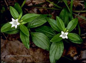 Spigelia texana (Native)   (click for a larger preview)
