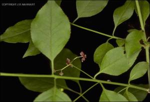 Euonymus atropurpurea (Native)   (click for a larger preview)