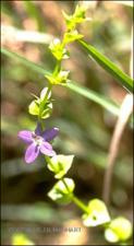 Triodanis perfoliata (Native) 8   (click for a larger preview)