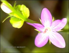 Triodanis perfoliata (Native) 9   (click for a larger preview)