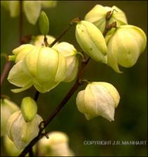 Yucca louisianensis (Native) 3   (click for a larger preview)
