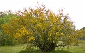 Acacia smallii (Native)   (click for a larger preview)
