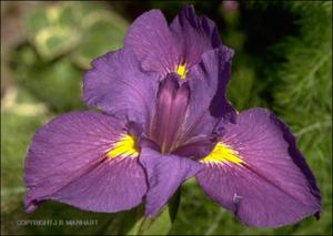 Iris sp. (Cultivated)   (click for a larger preview)