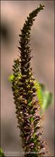 Amorpha fruticosa (Native) 7   (click for a larger preview)