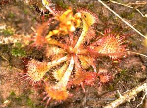 Drosera brevifolia (Native) 14   (click for a larger preview)