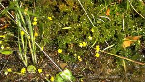 Utricularia subulata (Native) 7   (click for a larger preview)