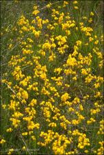 Utricularia cornuta (Native) 12   (click for a larger preview)