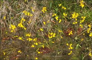 Utricularia cornuta (Native) 13   (click for a larger preview)