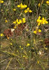 Utricularia cornuta (Native) 14   (click for a larger preview)