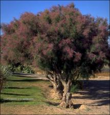 Tamarix ramosissima (Cultivated-Escape)   (click for a larger preview)