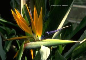 Strelitzia reginae (Cultivated) 8   (click for a larger preview)