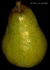 Pyrus communis cv. Bartlett (Cultivated)   (click for a larger preview)