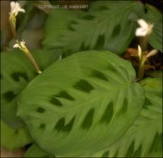 Maranta leuconeura (Cultivated)   (click for a larger preview)