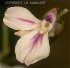 Maranta leuconeura (Cultivated) 2   (click for a larger preview)