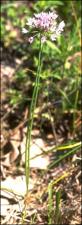 Allium canadense? (Native) 2   (click for a larger preview)