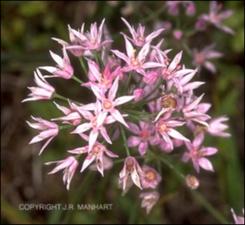 Allium canadense? (Native) 3   (click for a larger preview)
