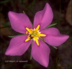Sabatia campestris (Native) 11   (click for a larger preview)