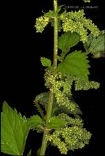 Urtica dioica (Native) 2   (click for a larger preview)