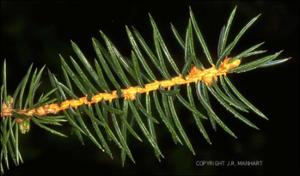 Picea sitchensis (Native)   (click for a larger preview)