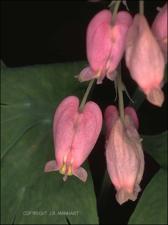 Dicentra formosa subsp. oregona (Native) 2   (click for a larger preview)