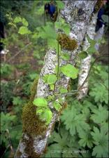 Alnus rubra (Native) 2   (click for a larger preview)