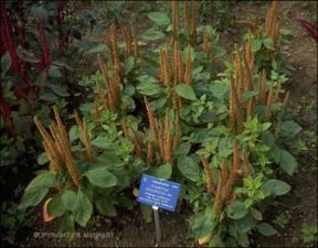 Amaranthus cruentus  (Cultivated)   (click for a larger preview)