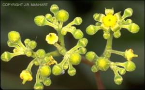 Ampelopsis arborea (Native) 4   (click for a larger preview)